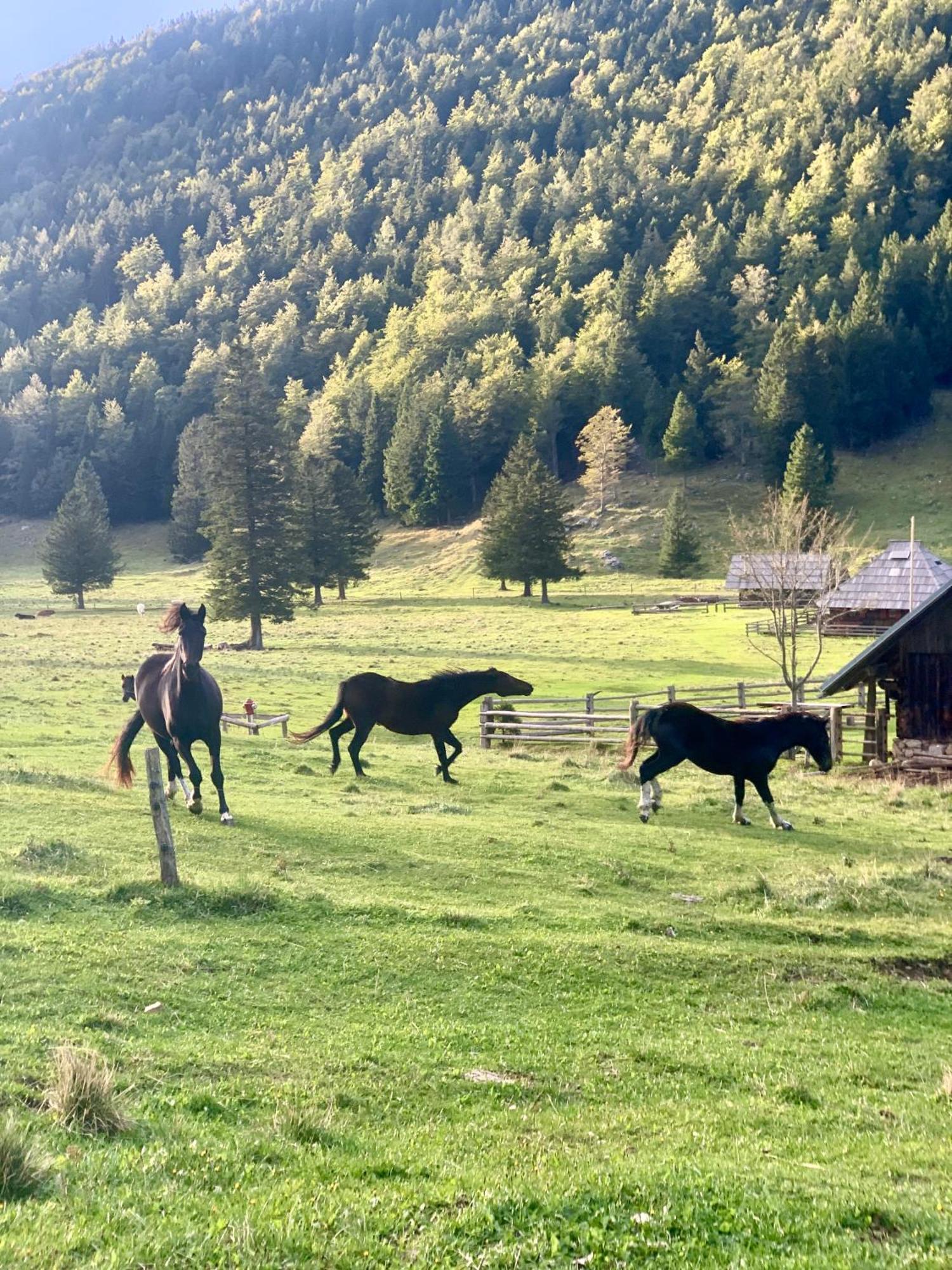 Velika Planina - Chalet Stane - Alps Stahovica Bagian luar foto