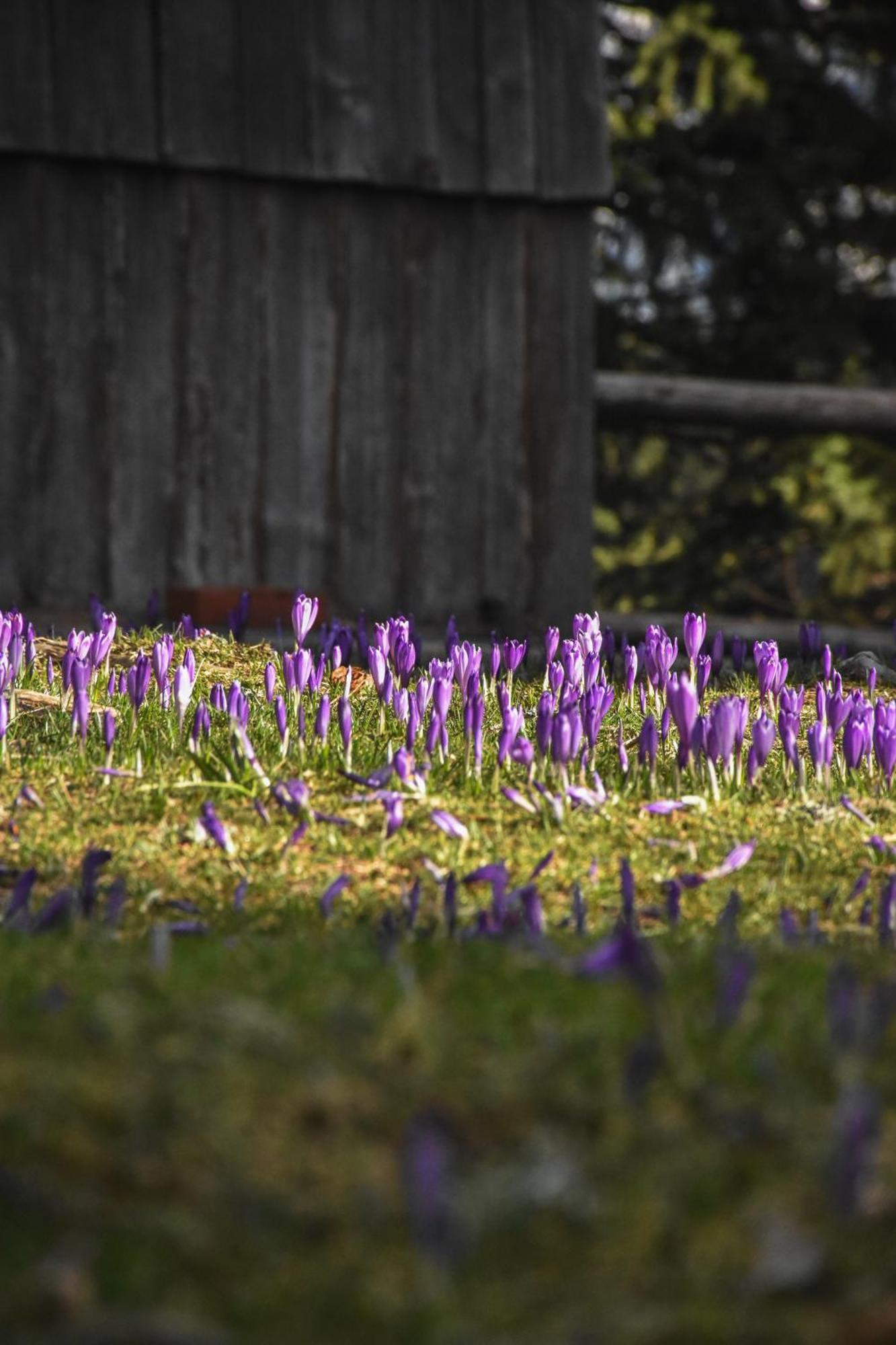 Velika Planina - Chalet Stane - Alps Stahovica Bagian luar foto