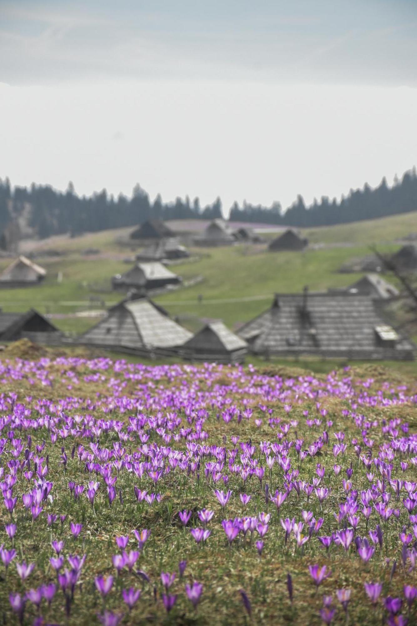 Velika Planina - Chalet Stane - Alps Stahovica Bagian luar foto